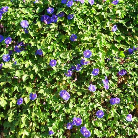 Morning Glory