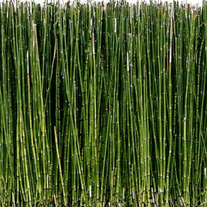 Horsetail Reed