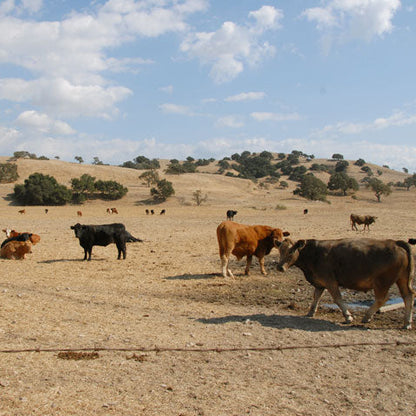 Cow Pasture