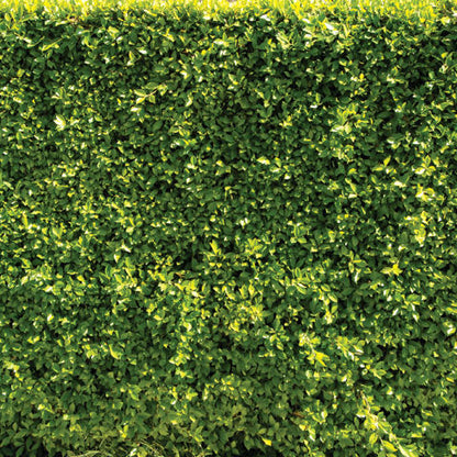 Ficus Planting